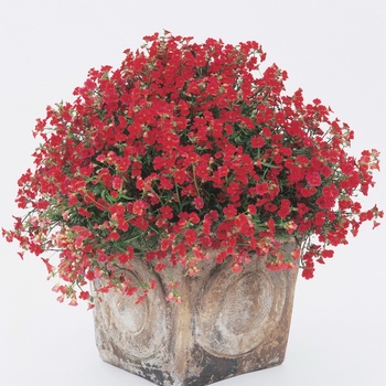 Nemesia Sunsatia® 'Cranberry' (013880)