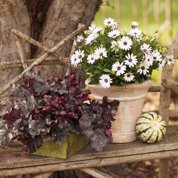 Osteospermum Soprano® '' (013895)