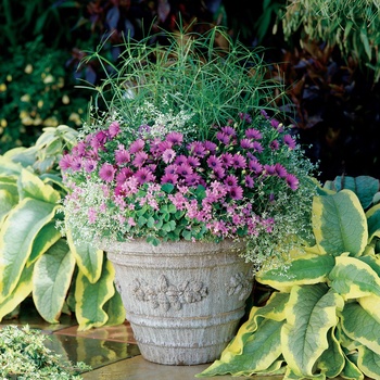 Osteospermum Soprano® '' (013898)