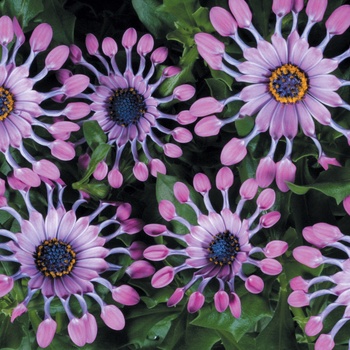 Osteospermum Soprano® '' (013910)