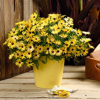 Osteospermum 'Lemon Symphony' (013912)