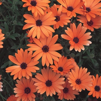 Osteospermum 'Orange Symphony' (013913)