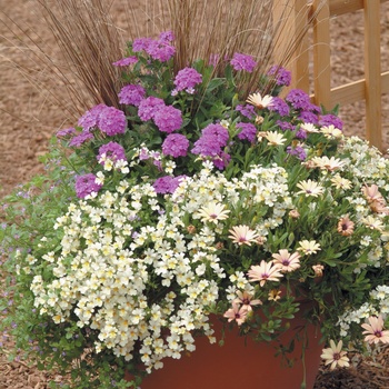 Osteospermum 'Peach Symphony' (013919)