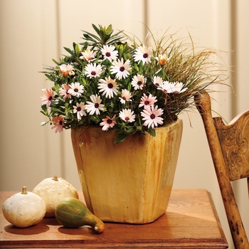 Osteospermum 'Melon Symphony' (013933)