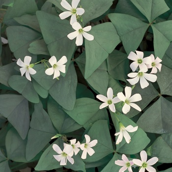 Oxalis Charmed® 'Jade' (013937)