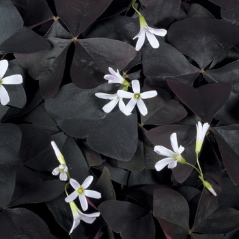 Oxalis Charmed® 'Velvet' (013939)