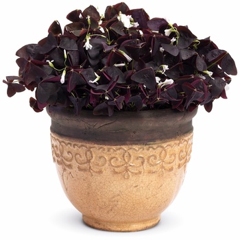 Oxalis Charmed® 'Velvet' (013941)