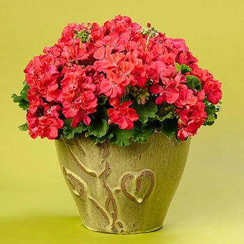 Pelargonium Daredevil® 'Mulberry' (013942)