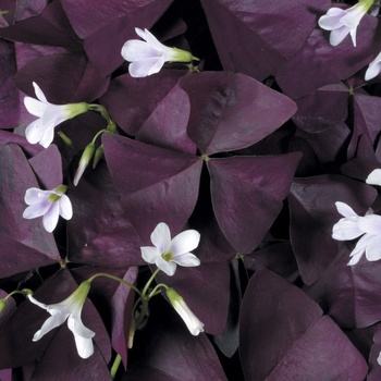 Oxalis Charmed® 'Wine' (013943)