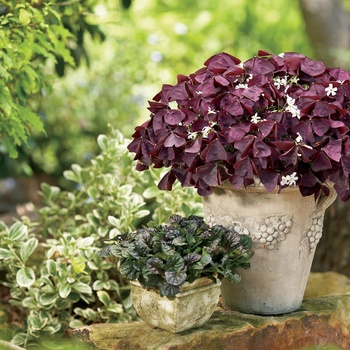 Oxalis Charmed® 'Wine' (013945)