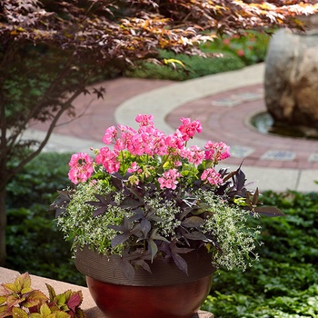 Pelargonium Daredevil® 'Rosita' (013946)