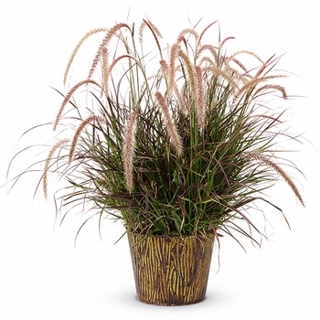 Pennisetum setaceum Graceful Grasses® 'Red Riding Hood' (013948)