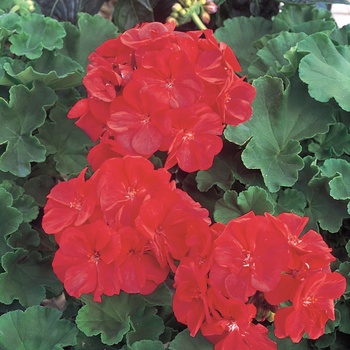 Pelargonium Daredevil® 'Claret' (013949)