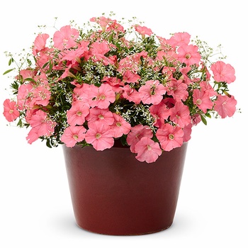 Petunia Supertunia® 'Bermuda Beach®' (013958)