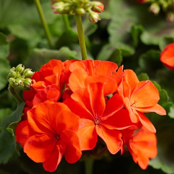 Pelargonium Daredevil® 'Fire' (013962)