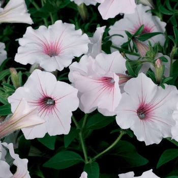 Petunia Supertunia Vista® 'Silverberry' (013967)