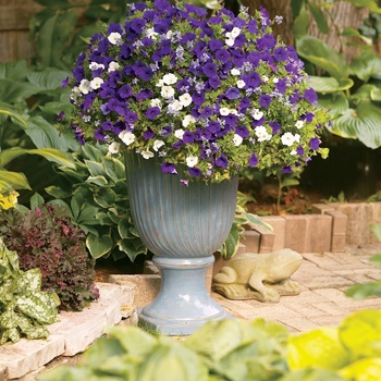 Petunia Supertunia® 'Mini Blue' (013972)