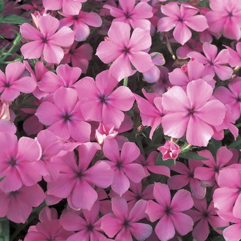 Phlox Intensia® '' (013977)