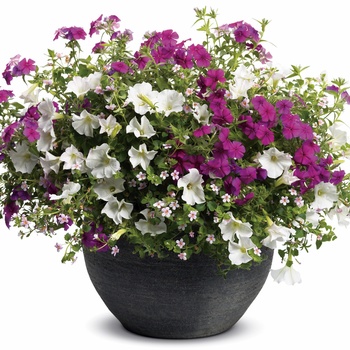 Phlox Intensia® '' (013988)