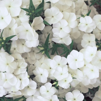 Phlox Intensia® 'White' (013990)