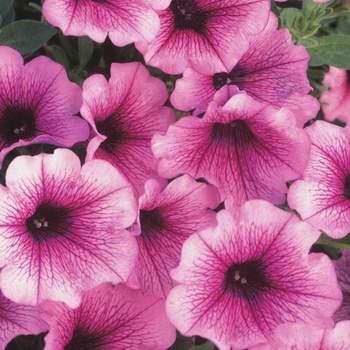 Petunia Supertunia® 'Mini Rose Veined' (013991)