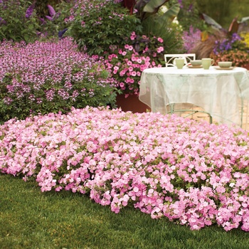 Phlox Intensia® '' (013997)