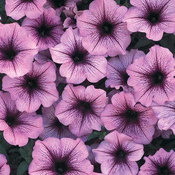 Petunia Supertunia® 'Bordeaux™' (013999)