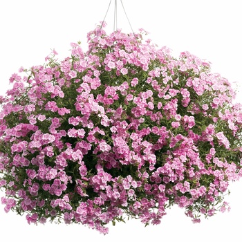 Phlox Intensia® '' (014000)