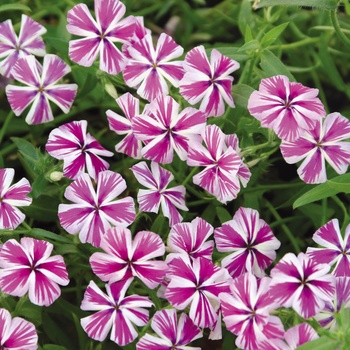 Phlox Intensia® '' (014002)