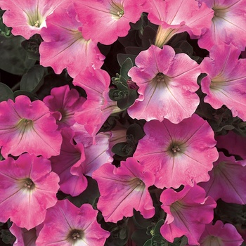 Petunia Supertunia® 'Giant Pink' (014007)