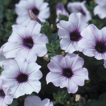 Petunia Supertunia® 'Trailing Blue Veined' (014017)