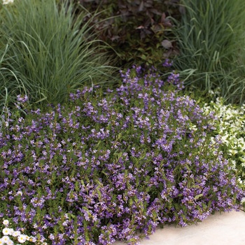 Scaevola aemula Whirlwind® 'Blue' (014020)