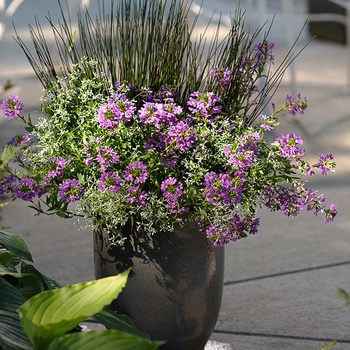 Scaevola aemula Whirlwind® 'Blue' (014022)