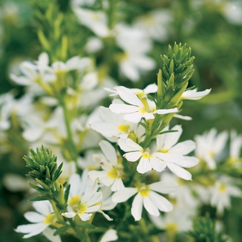 Scaevola aemula Whirlwind® 'White' (014024)