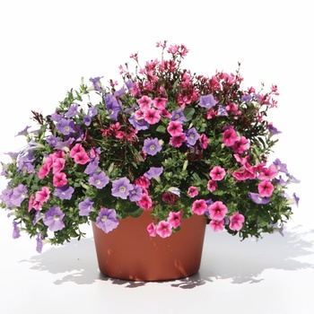 Petunia Supertunia® 'Trailing Strawberry Pink Veined' (014030)