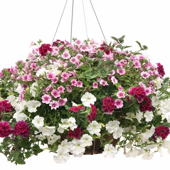 Petunia Supertunia® 'Mini White' (014034)