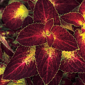 Coleus scutellarioides ColorBlaze® 'Dipt in Wine' (014038)