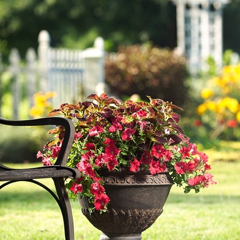 Petunia Supertunia® 'Red' (014039)