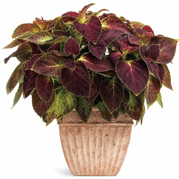 Coleus scutellarioides ColorBlaze® 'Dipt in Wine' (014040)