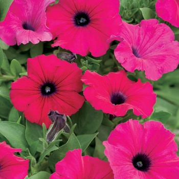 Petunia Supertunia® 'Royal Magenta®' (014041)