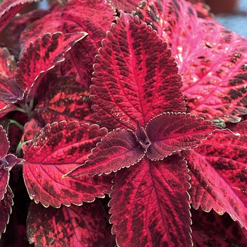 Coleus scutellarioides 'Kingswood Torch' (014042)