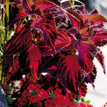 Coleus scutellarioides 'Kingswood Torch' (014044)