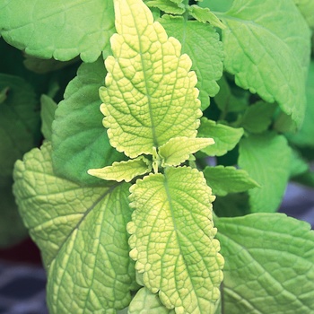 Coleus scutellarioides 'LifeLime' (014046)