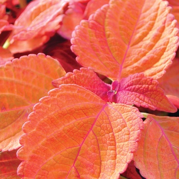 Coleus scutellarioides 'Sedona' (014050)