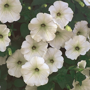 Petunia Supertunia® '' (014051)