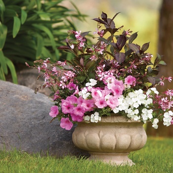 Petunia Supertunia® 'Cotton Candy' (014059)