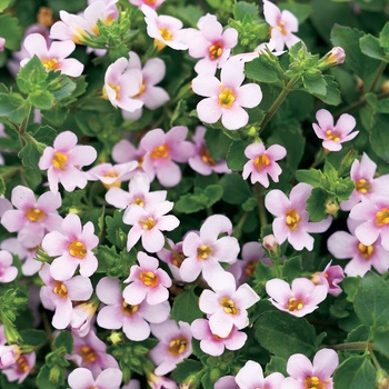 Sutera cordata '' (014062)