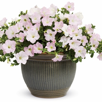 Petunia Supertunia® 'Mini Appleblossom' (014063)