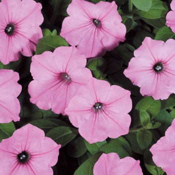 Petunia Supertunia Vista® 'Bubblegum®' (014065)