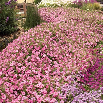 Petunia Supertunia Vista® 'Bubblegum®' (014069)